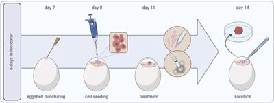 In ovo model in cancer research and tumor immunology